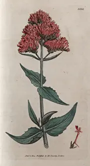 Red valerian