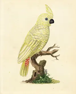 Psittacus Prints: Red-vented cockatoo, Cacatua haematuropygia