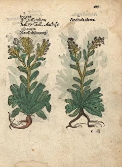 Latin Collection: Red vipers bugloss, Echium wildpretii