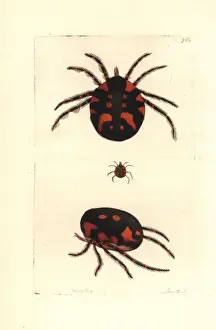 Thenaturalistsmiscellany Prints: Red water mite, Hydrachna geographica