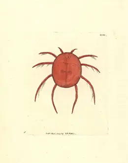 London Prints: Red water spider or scarlet hydrachna, Hydrachna coccinea