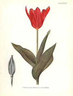 Elsie Gallery: Red waterlily tulip, Tulipa kaufmanniana var. coccinea