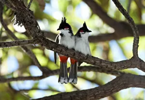 Images Dated 1st July 2011: Red-whiskered Bulbul