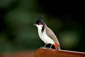 Mauritius Collection: Red-whiskered Bulbul