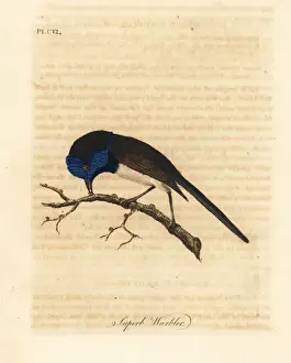 Superb Prints: Red-winged fairywren, Malurus elegans