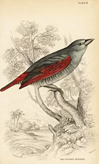 Naturalists Collection: Red-winged pytilia, Pytilia phoenicoptera