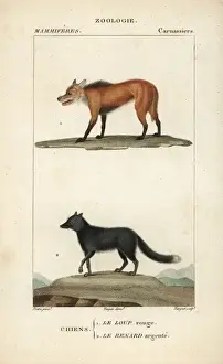 Red wolf, Canis lupus rufus (critically endangered)