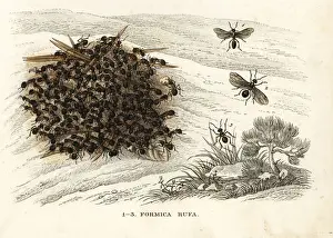 Rufa Prints: Red wood ant or southern wood ant, Formica rufa