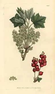 Currant Prints: Redcurrant, Ribes spicatum