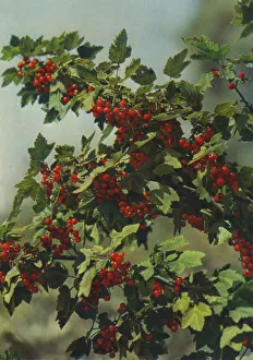 Laden Gallery: Redcurrants