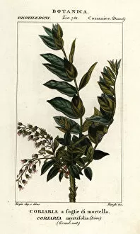 Redoul tree, Coriaria myrtifolia