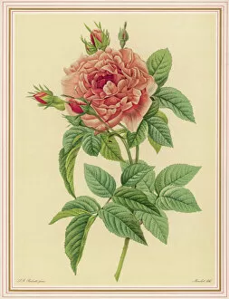 Flowers and Plants Gallery: Redoute Pink Rose