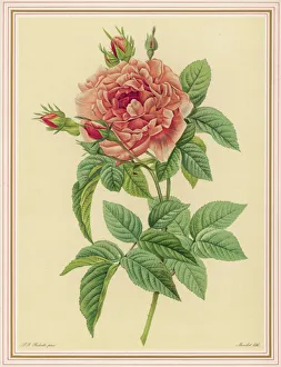 Flowers and Plants Gallery: Redoute Pink Rose