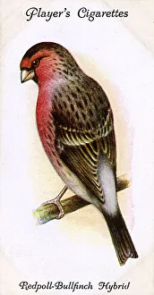 Bullfinch Collection: Redpoll-Bullfinch Hybrid
