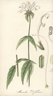 Exotic Flora Prints: Redpurple beebalm, Monarda russelliana