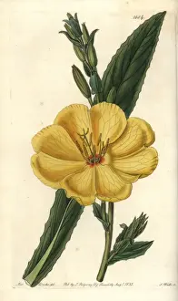 Sydenhamedwards Prints: Redsepal evening primrose, Oenothera glazioviana