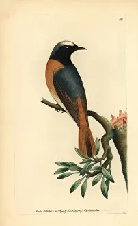 Redstart, Phoenicurus phoenicurus