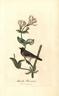 Motacilla Prints: Redstart, Phoenicurus phoenicurus on a honeysuckle