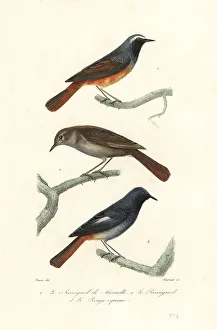 Fournier Prints: Redstart, thrush nightingale and black redstart