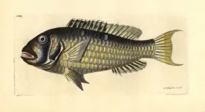 Parrotfish Prints: Redtail parrotfish, Sparisoma chrysopterum