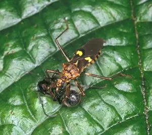 Reduviidae, assassin bug