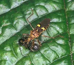 Reduviidae, assassin bug