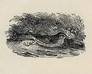 Bewick Prints: Redwing