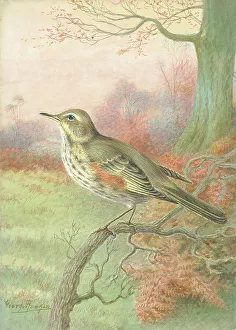 Redwing Prints: Redwing
