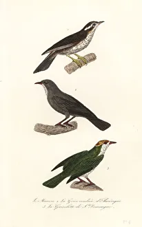 Redwing Prints: Redwing, Turdus iliacus 1, red-legged thrush