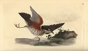 Redwing Prints: Redwing, Turdus iliacus