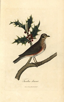 Aquifolium Gallery: Redwing, Turdus iliacus perched on a holly