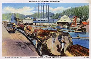 Highway Prints: Redwood Highway, Scotia, California - Pacific Lumber Company