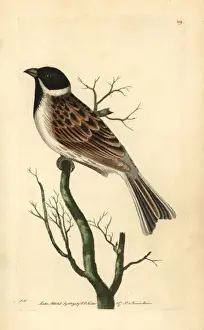 Emberiza Prints: Reed bunting, Emberiza schoeniclus