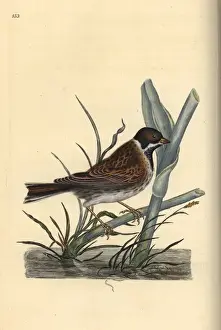 Edwarddonovan Prints: Reed bunting, Emberiza schoeniculus