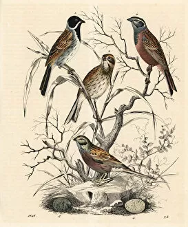 Reed bunting and rock bunting