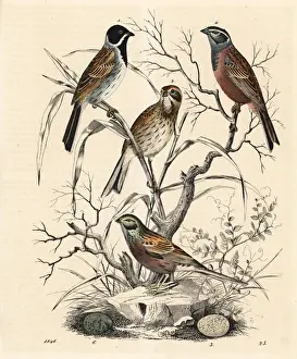 Emberiza Prints: Reed bunting and rock bunting