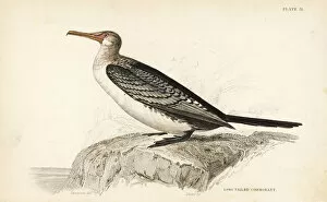 Reed cormorant, Microcarbo africanus