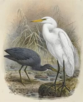 Jg Keulemans Collection: Reef Heron Matuku Moana, White Heron Kotuku