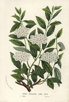 Reeve's spiraea, Spiraea cantoniensis f. lanceata Reeve's spiraea, Spiraea cantoniensis f. lanceata