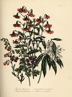 Loudon Prints: Reevesia, lasiopetalum, hermannia and mahernia