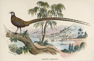 Birds Collection: Reevess Pheasant