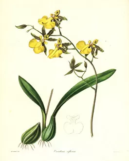 Reflected oncidium orchid, Oncidium reflexum