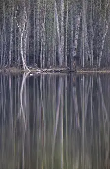 Reflections in a small lake in taiga forest
