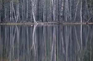 Swims Prints: Reflections in a small lake in taiga forest
