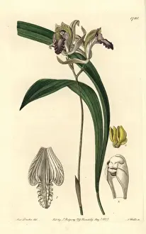 Botanicalillustration Prints: Reflexed bletia orchid, Bletia reflexa