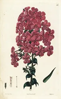 Reflexed-leaved lychnidea, Phlox reflexa