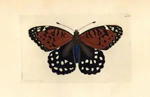 Fritillary Prints: Regal fritillary butterfly, Speyeria idalia Vulnerable