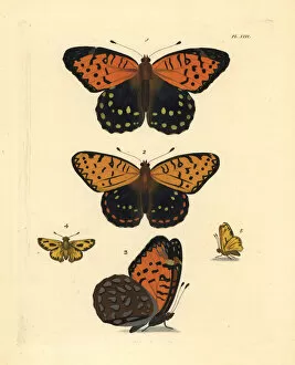 Skipper Collection: Regal fritillary and fiery skipper butterfly