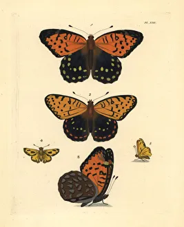 Skipper Collection: Regal fritillary and fiery skipper butterfly