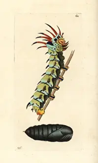 Regalis Prints: Regal moth, Citheronia regalis